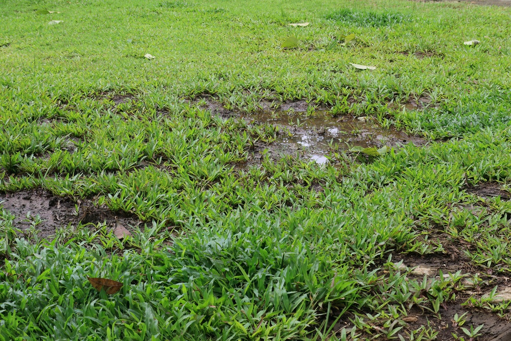 Why Does Water Keep Collecting in Your Louisiana Yard - cajun care - drainage solutions in louisiana
