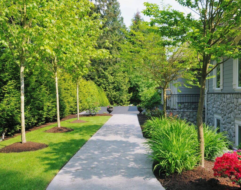 Landscaped walkway lined with trees, mulch beds, and neatly maintained hedges - Cajun Care Demolition & Tree Service in New Orleans