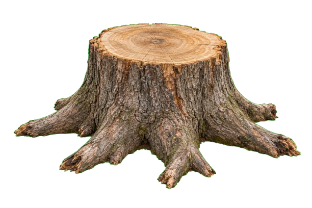 Tree stump with exposed roots and visible growth rings - Cajun Care Demolition & Tree Service in New Orleans