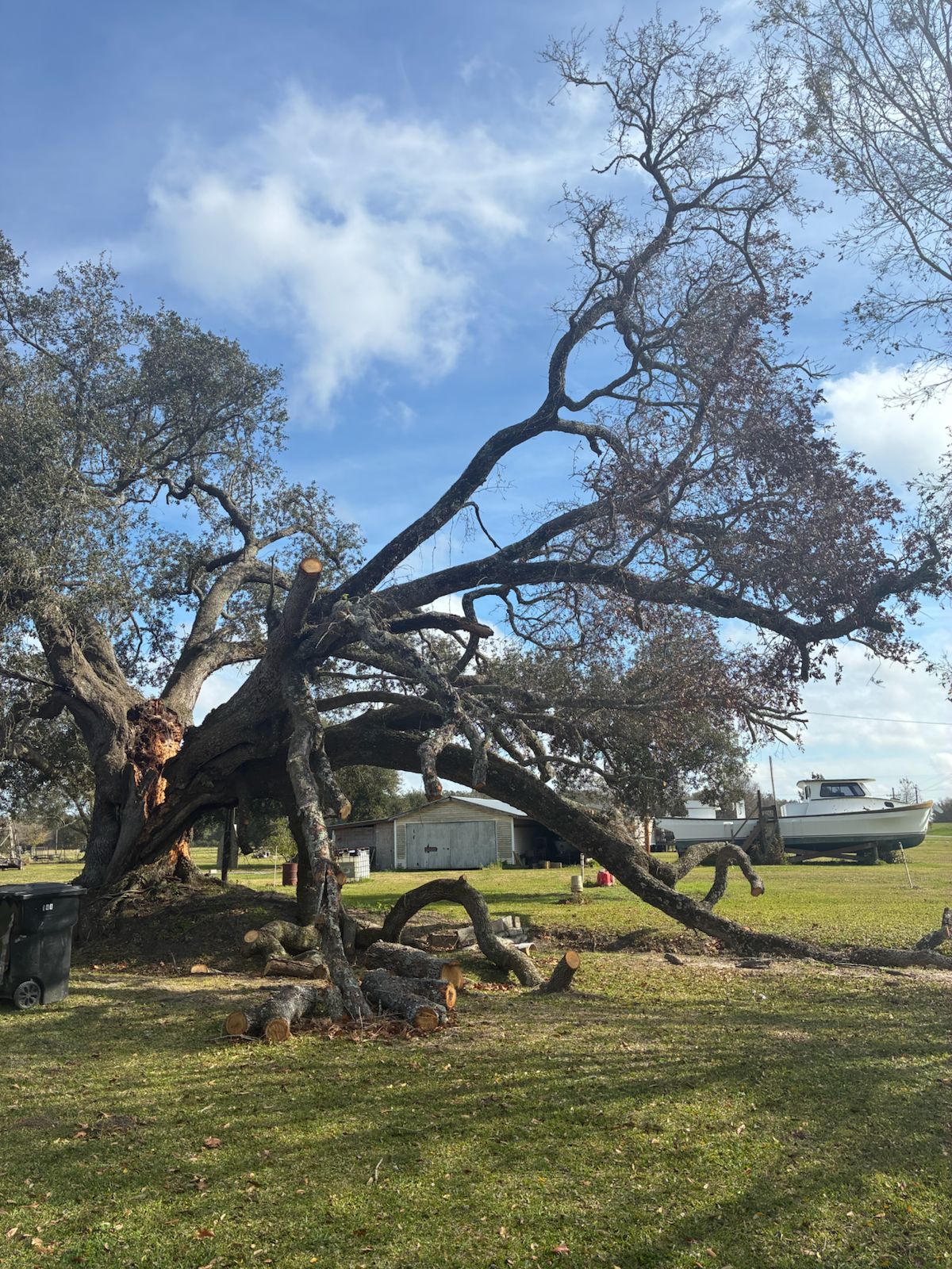 Should You Remove a Tree That Is Leaning Toward Your House - tree removal - cajun care demolition & tree service