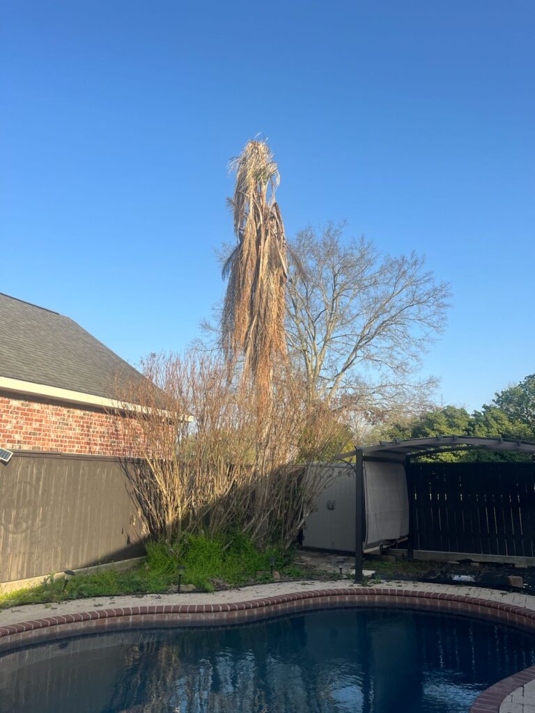 cajun care demolition & tree service brush clearing in new orleans