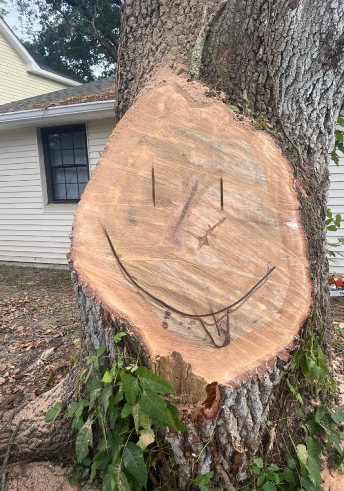 tree services in new orleans - Cajun Care Demolition & Tree Service