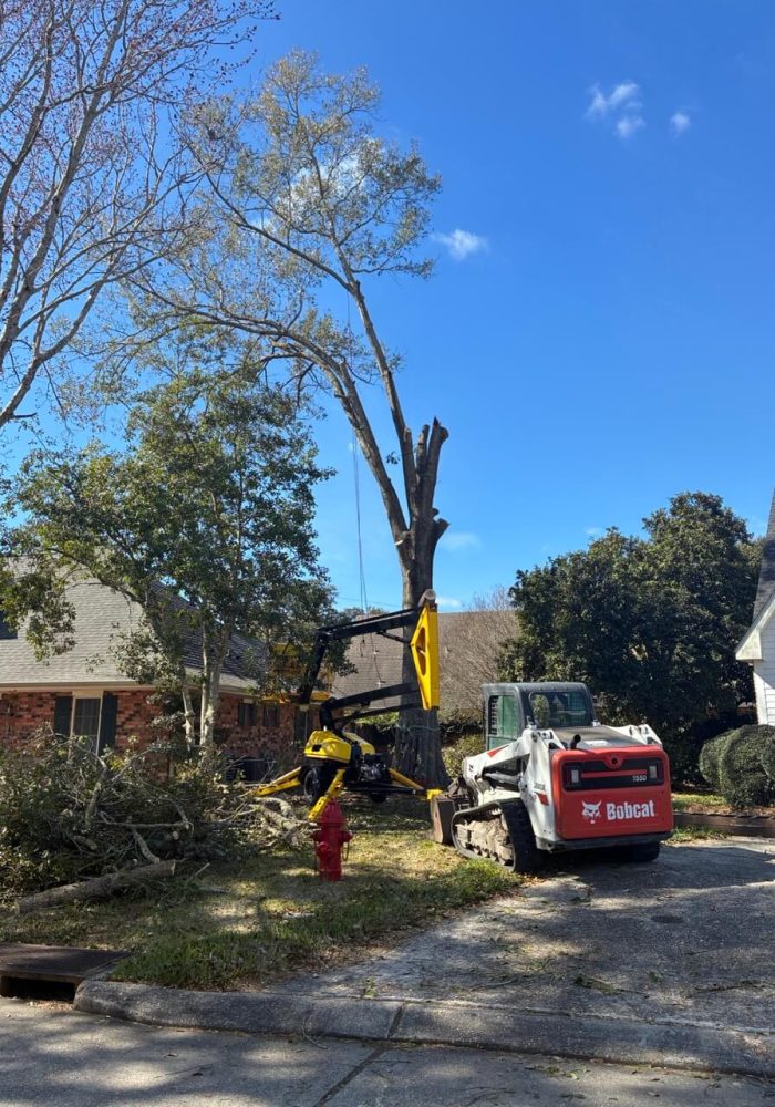 tree trimming in new orleans - Cajun Care Demolition & Tree Service